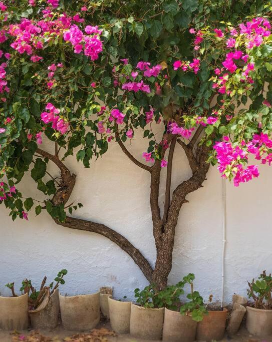 Vila Ranchito De Alhucemas,Piscina Privada Y Barbacoa Montellano Exteriér fotografie